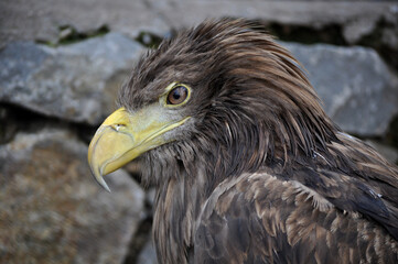 White-tailed eagle (Haliaeetus albicilla) portrait
