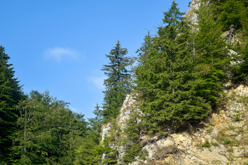 Slope of rocky mountain covered with green trees against blue sky. Tranquil scenic view. Copy space. Selective focus.