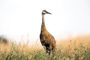 Sandhill Crane © Harvey