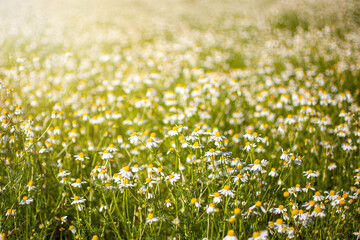 Chamomile (daisies) field on summer day.