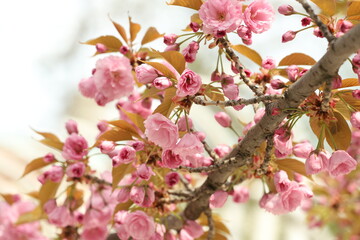 Fototapeta na wymiar pink apple blossom