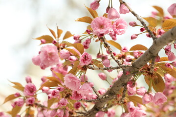 Obraz na płótnie Canvas pink apple blossom