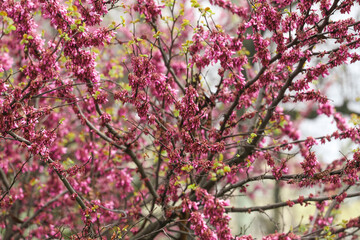 canadian cercis blossom