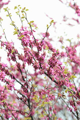 canadian cercis blossom