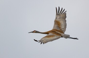 Sandhill Crane