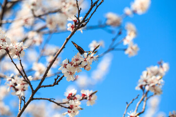 Blossom tree over nature background. spring flowers. spring background. Blurred concept. Natural background. Apricot flowers