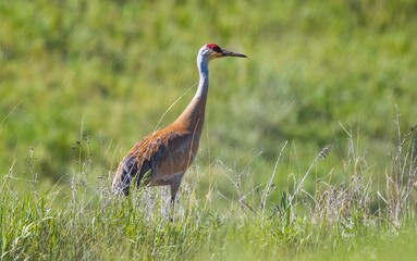 Sandhill Crane