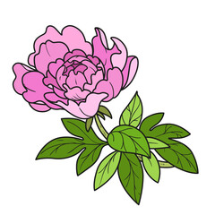 Peony flower on a stem color variation for coloring book isolated on white background