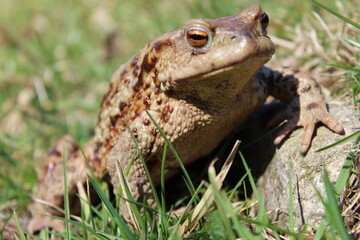 Frog on the grass