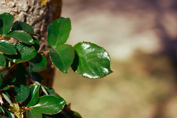 A branch of a young tree rose bush with green fresh leaves in spring day. Awakening of plants in March, April. A leaf on a bush macro photo in orchard, home garden. Growing plants flowers roses.