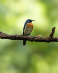 Naklejka na ściany i meble beautiful adult tickell's blue flycatcher perched on a tree branch