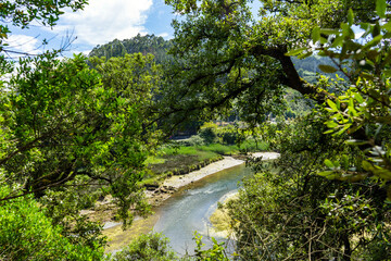View of the green water of shallow river through the bushes