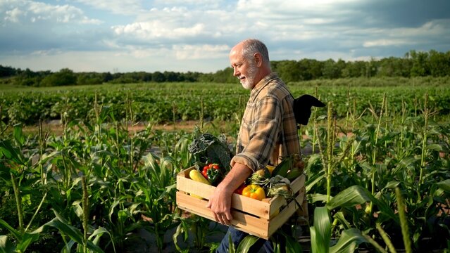 Smiling happy farmer walking holding a box of organic vegetables looking in sunlight agriculture farm field harvest garden nutrition organic fresh portrait outdoor.