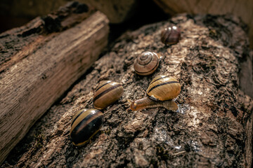 Close-up of a snail on the bark of a tree. A snail crawls on wood. Snail farm. Slow animal. Garden...