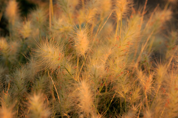 Feathery Grass