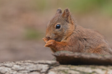 squirrel eating nut