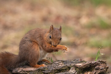 squirrel in the forest