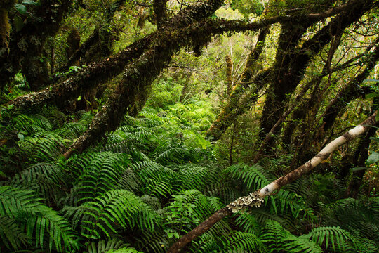 Ferns in the Forest