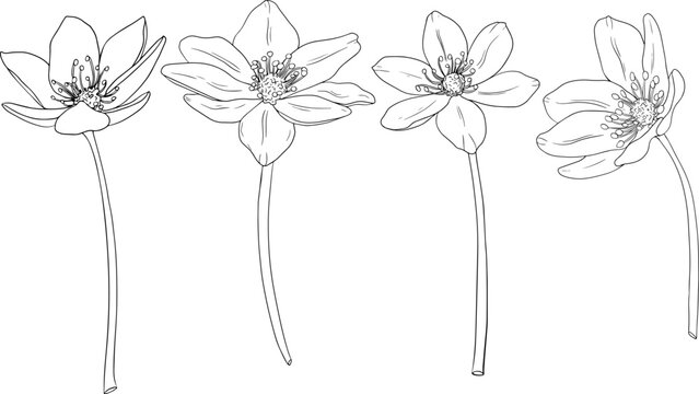 Set Common hepaticas (Anemone hepatica) flowers. Hand drawn spring flowers. Monochrome vector botanical illustrations in sketch, engraving style.