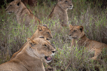 Lion family with young lions. in a savanna landscape after the hunt. Nice shot from Africa from a safari