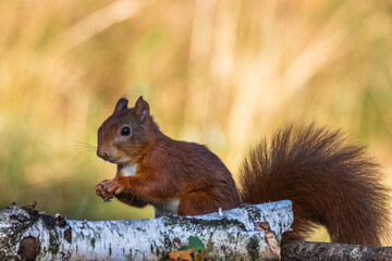 Red Squirel