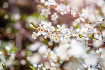 Cherry blossom branch in the garden in spring
