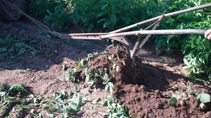 Closeup of man pushing a plow un-earthing potatoes out of the dirt.
