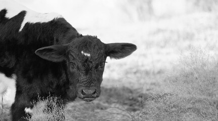 Baby cow shows cute calf face closeup looking at camera on farm with copy space on background.