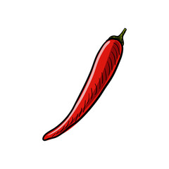 vector drawing red chili pepper , vegetable isolated at white background, hand drawn illustration