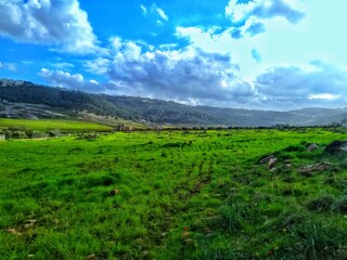 green field and sky
