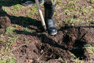 Fototapeta premium A man is planting a young tree. The farmer is digging the ground with a shovel for a small seedling. The concept of protection of the environment and ecology