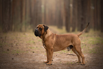 Boerboel dog breed with show quality amazing photo