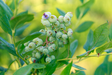 Green berries blueberries