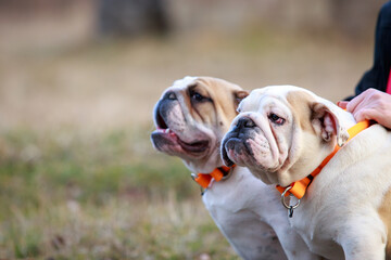 dog breed English bulldog