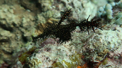 セブダイビング