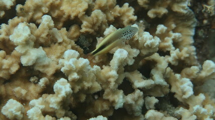 セブダイビング