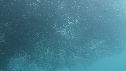 セブダイビング