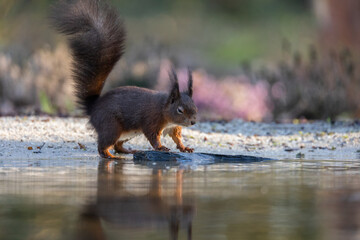 squirrel in the forest