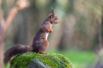 red squirrel in the park