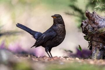 blackbird on the branch