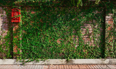 An antique red mailbox sits on an orange brick wall. There is a beautiful green ivy. Suitable for use as wallpaper.