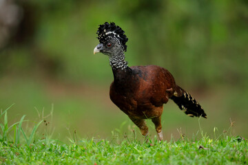 Great Curassow