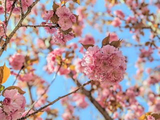 満開の八重桜と青空