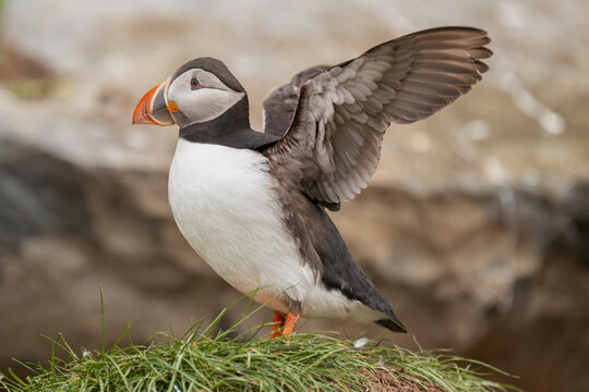 Cute atlantic puffin - Fratercula arctica - standing on stone with spread wings with brown background. Photo from Hornoya Island in Norway.