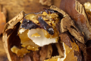Hazelnuts damaged by parasites and diseases of rot. Pests and hazelnut close up. Macro