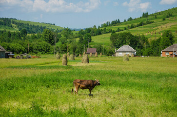 A lonely cow stands in a meadow in the foothills of the Ukrainian Carpathians