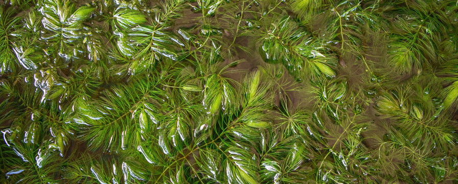 natural background of green hornwort