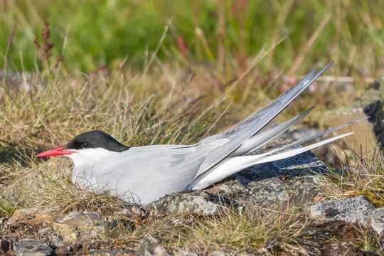 Arctic tern - Sterna paradisaea, sitting on nest with grass in background. Photo taken at Ekkeroy at Varanger Penisula in Norway. The Arctic tern is famous for its migration.