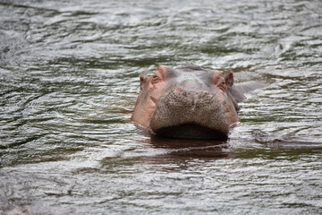 Fototapeta na wymiar Hippopotamuses in the water. Hippos in Kenya chill in a river. Safari photos in Africa