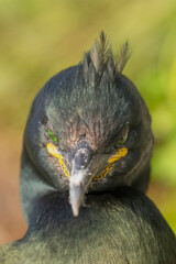Portrait of european shag - Gulosus aristotelis - with light green background. Photo from Hornoya Island in Norway.	